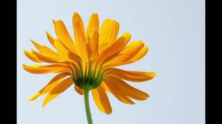 Marigold chord progression