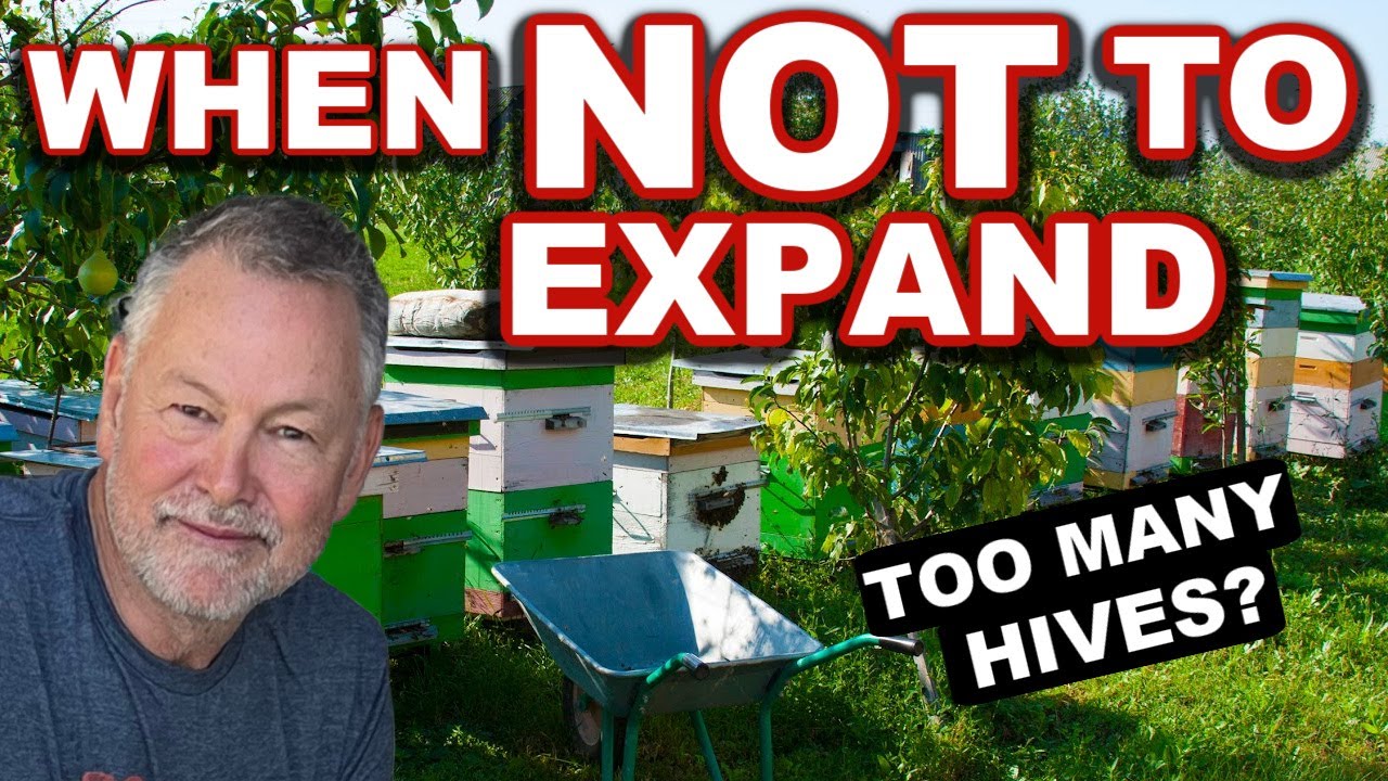 Beekeeping | What To Do When You Don't Want More Bees - YouTube