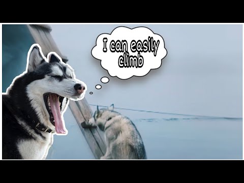 Smart husky climbs ladder to board boat with people | Amazing dog video #viralvideo