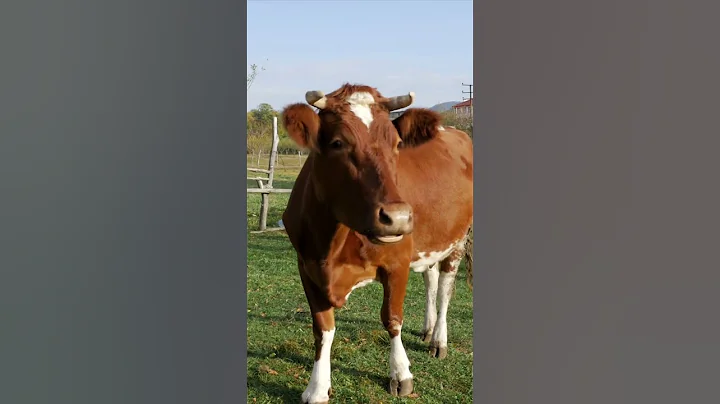 Cows can poop up to 15 times per day #shorts