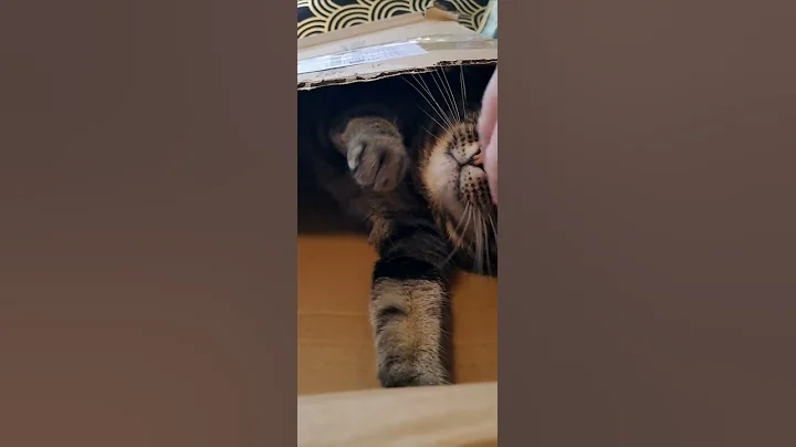 Video 9904241: bengal tabby mix, bengal tabby cat, bengal cross, kitty pet cute love, kitty catplay