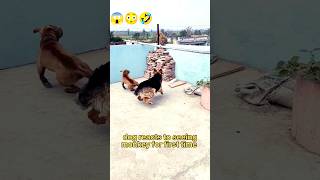 monkey 🐒 vs dog 🐕 ।। German pitbull fight with monkey।। full siyapa ।। #viral #funny #shorts