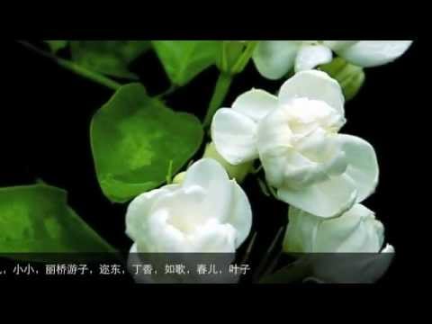 茉莉花二部女声合唱（无报幕）