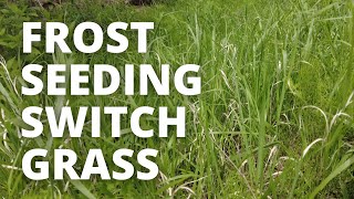 Tricks To Frost Seeding Switchgrass