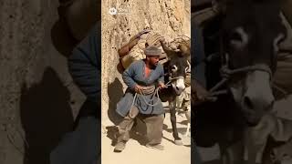 Raging Wolves And The Poor Donkey