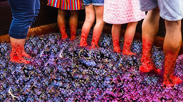 The Dark Side of Factory Wine Making