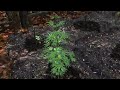 DayZ - Growing Cannabis