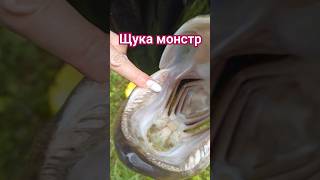 жена и спиннинг🤣 #fishing #рыбалка #спиннинг #fish #щука #bigfish #улов #shorts #tiktok #трофей #рек