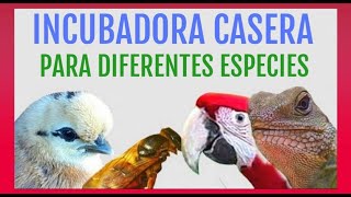 Cómo hacer una incubadora casera fácil 4