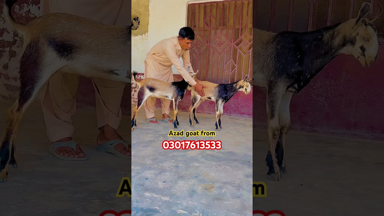 Barbari Goat Galmori Bareed Rahim Yar Khan Azadgoatfarm Beautifullgoats Animals