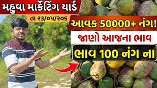 શનિવાર ના દિવસે શ્રીફળ બજાર ભાવ મહુવા યાર્ડ 🔥|| APMC MAHUVA || coconut price today of Mahuva yard || screenshot 5
