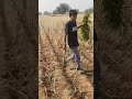New short video village #youtube short# village viral video ♥️🥰🥰