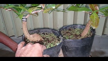 Giao lưu mai cúc thọ hương và đại lộc ngày 09,02,2022 ĐT 0977329080 hiền