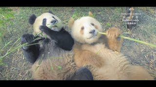 The Unique Brown Giant Panda