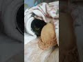 Гнездование щурок в домашних условиях