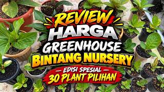 EDISI SPESIAL!REVIEW HARGA ANTHURIUM JEMANI 30 PLANT PILIHAN KHUSUS GREENHOUSE BINTANG NURSERY