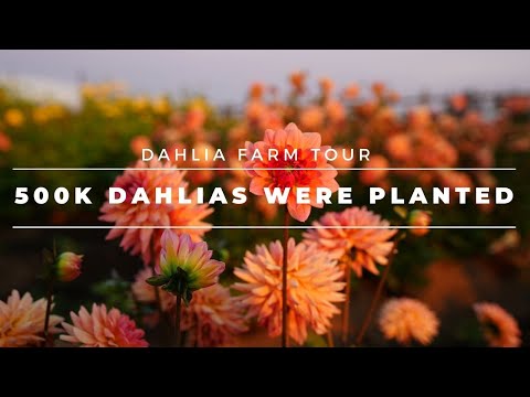 Video: Dahliaer: Planting Og Omsorg