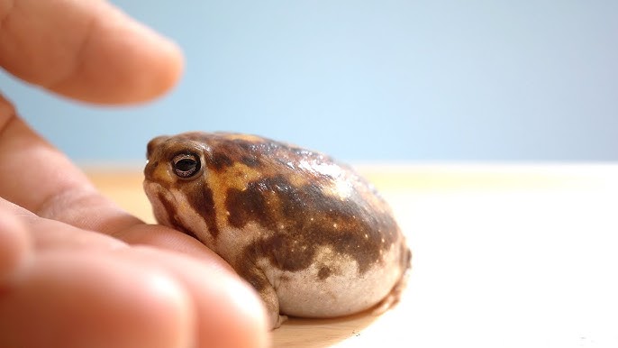 Tiny pumpkin toadlet frogs are very clumsy jumpers and now we know why
