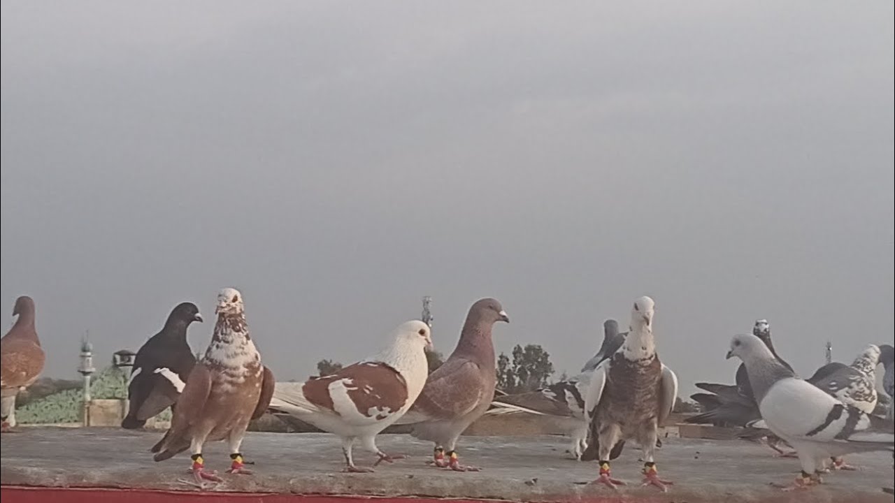 Goola Kabootarbazi Ka Shooq 17/2/2026 