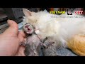 God has saved 2 baby newborn kittens and their mommy cat