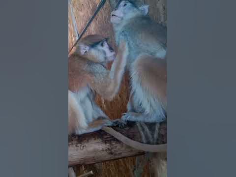 Обізяни - YouTube