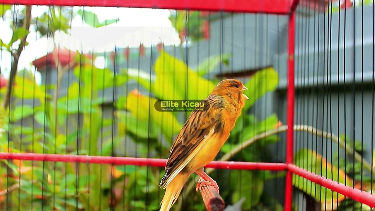 Suara kenari gacor durasi panjang, Masteran Kenari cengkok mewah ngalun cocok untukpancingan 187
