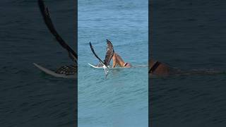 Crazy Osprey almost crashes into surfer while carrying a fish.