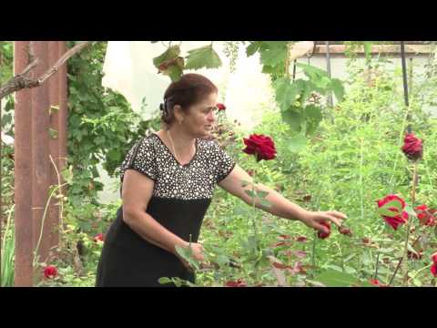 როგორ მოვუაროთ ყვავილების სათბურს