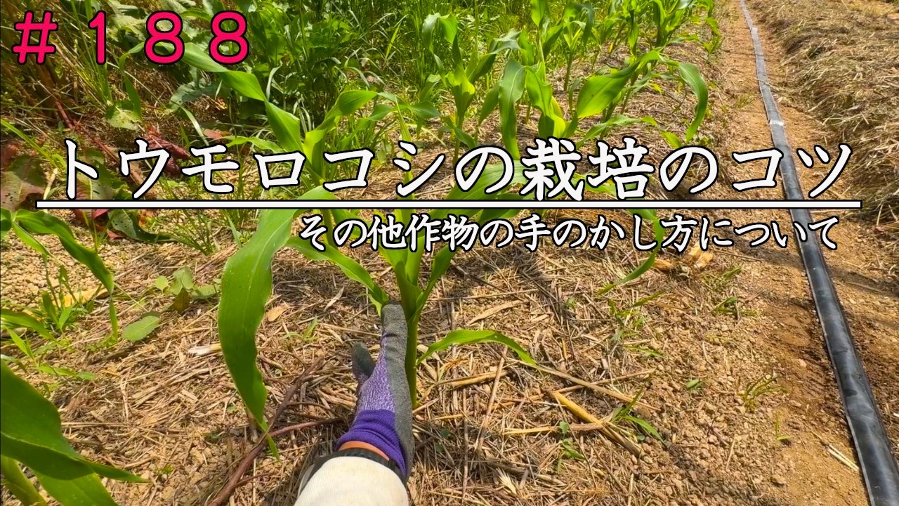 農業　学習 Natural Farming] How to Approach Crops (Valley Field Edition