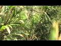 Love and Theft TV: Squirrel Hunt (Part 1)