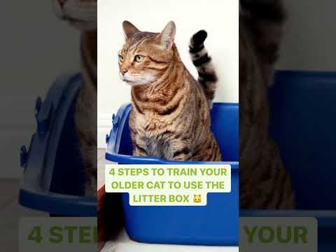 Video: Cum de a Litter Box Tren o pisică zdrență