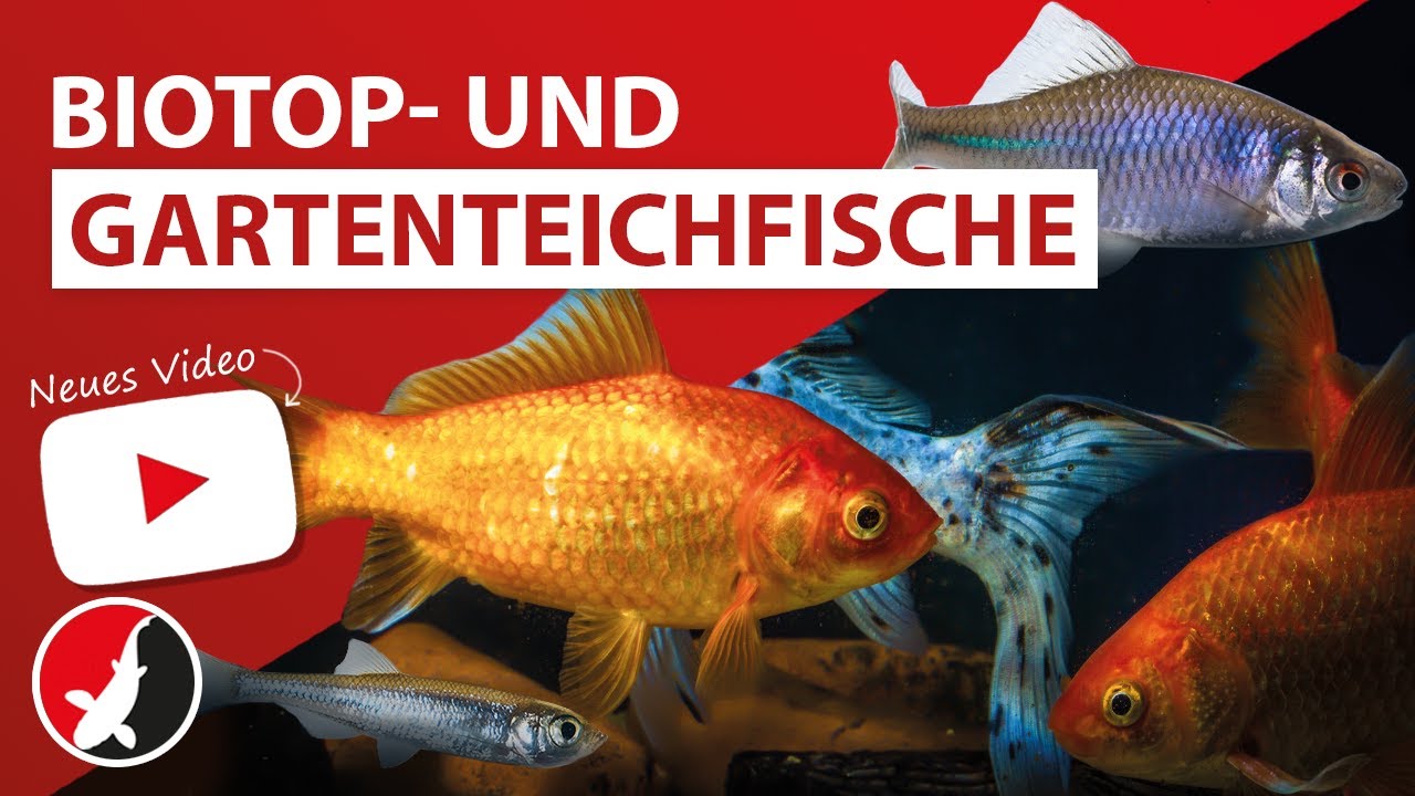 Biotop- und Gartenteichfische! - YouTube