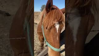 Download Lagu The neighbor’s sweet horse. 😊 MP3 Download Lagu The neighbor’s sweet horse. 😊 MP3