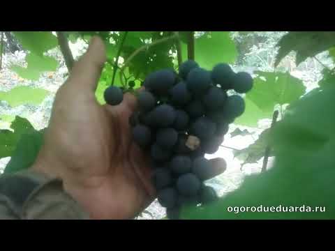 Созревание винограда "Изабелла" в Подмосковье.
