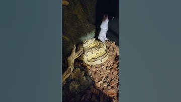 #ballpython #snake #animals  #shorts #subscribe #ballpythonfeeding #shortvideo #like #shortsfeed