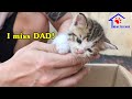 Cutest baby kitten feeling so Sad after being away from Dad for 2 days – They meowing and following!