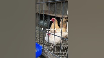 Worlds smallest chickens Azteca short legs