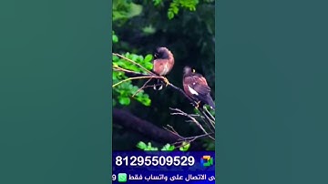 تلاوة من مسجد بوعيطة الذي أغلق القارئ أيوب بوسرسير المكناسي #قرآن #تلاوة