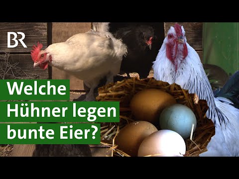 Video: Welche Hühner legen grüne Eier?