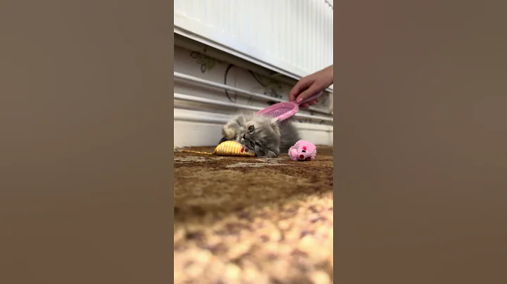 Video 11353471: munchkin cute kittens cat, legged munchkin, fluffy munchkin