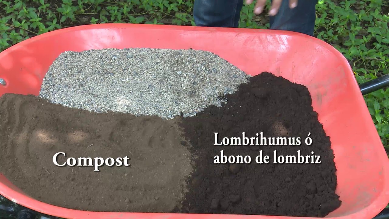 Reproducción de micorrizas