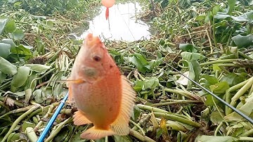 Câu cá/ thiên nhiên  sông lớn động ổ rô phi mè vinh cá dảnh điêu hồng giật mõi tay móc mồi không kịp