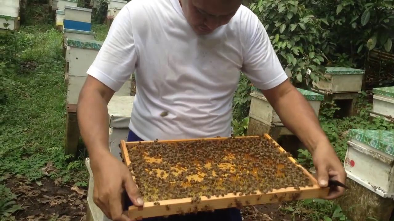 Пасечник на Филиппинах. Beekeeping in the Philippines YouTube