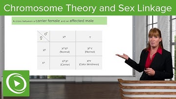 Chromosome Theory and Sex Linkage – Genetics | Lecturio