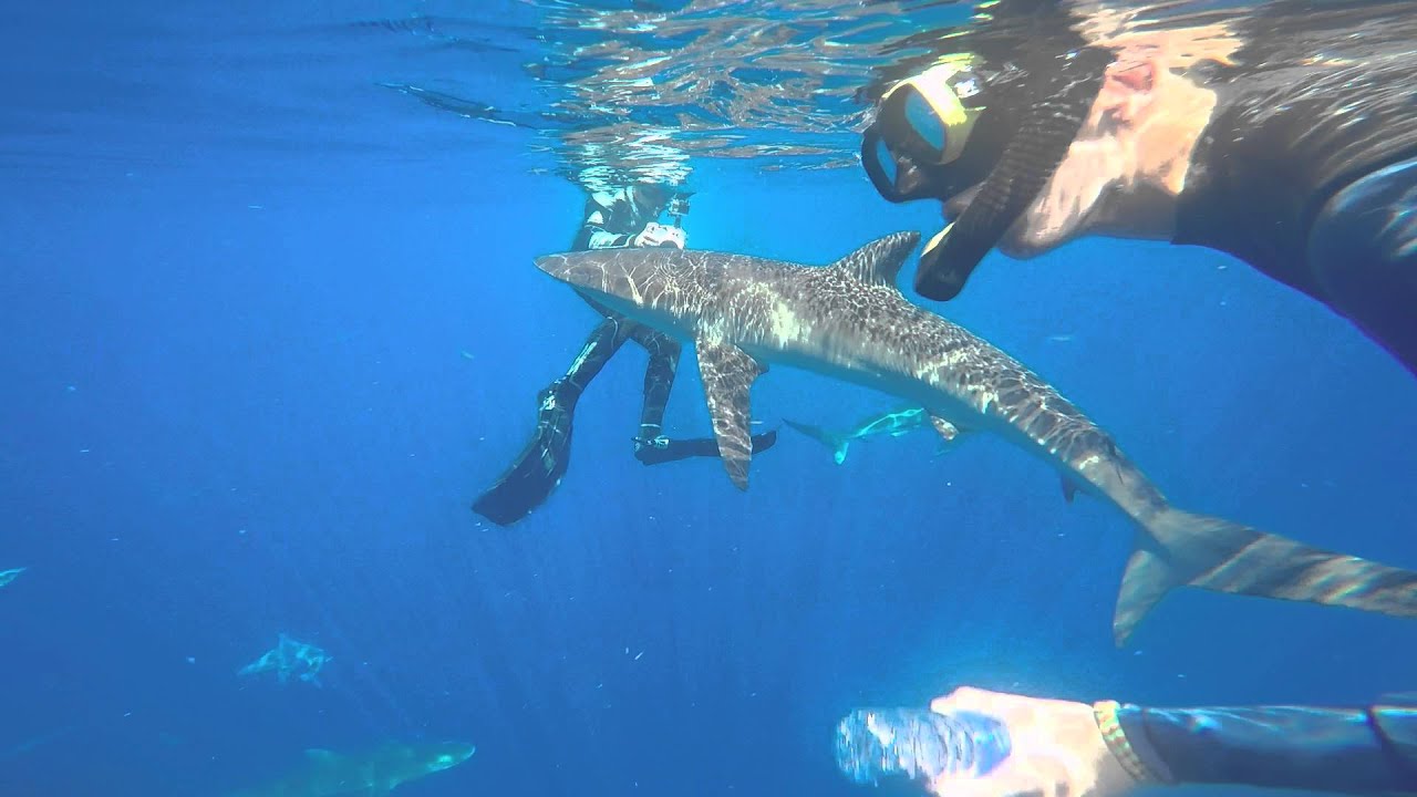 Shark Swimming, Jupiter Florida YouTube