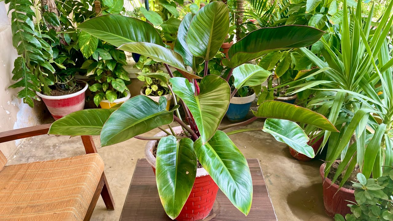 black cherry princess philodendron Philodendron Black Cherry Pink Princess – Plant Vault main image 1