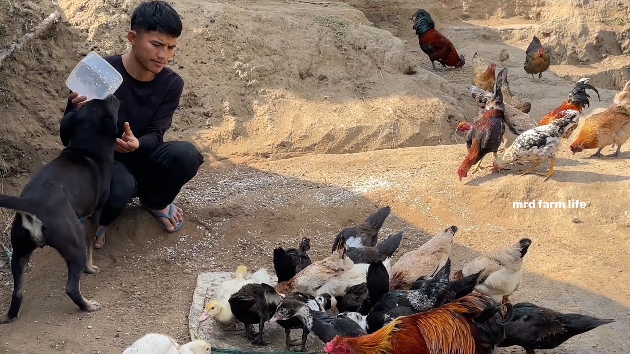 180 days of clearing land to build a farm high in the mountains to raise wild chickens.