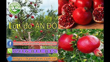 Lựu đỏ Ấn Độ tại vườn H.A.M.T | HAMT ORGANIC FARM