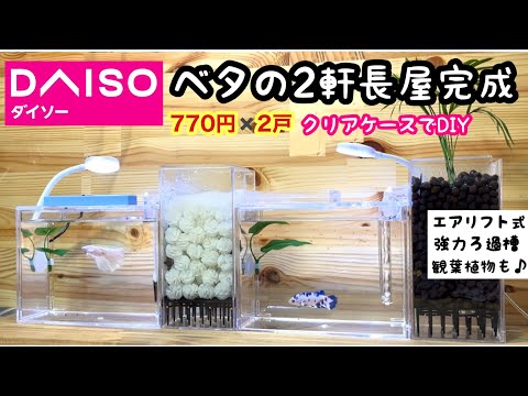 ダイソーのクリアケースでベタの２軒長屋ができました【100均アクアリウム⑧】