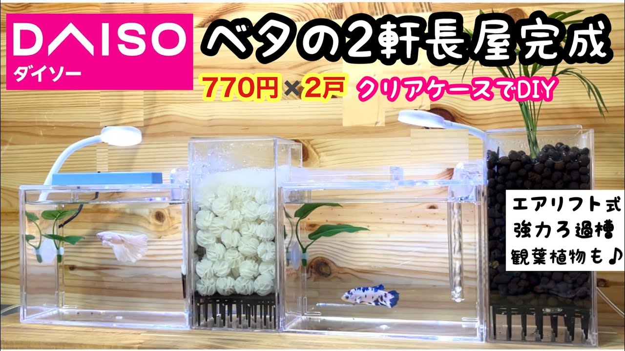 ダイソーのクリアケースでベタの２軒長屋ができました【100均アクアリウム⑧】